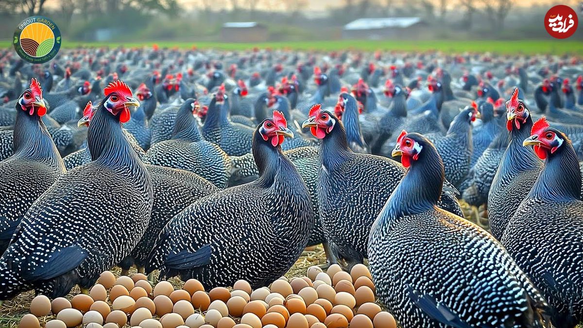 ببینید؛ چگونه کشاورزان چینی هزاران مرغ شاخدار را پرورش می دهند؟