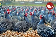 ببینید؛ چگونه کشاورزان چینی هزاران مرغ شاخدار را پرورش می دهند؟