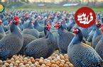 ببینید؛ چگونه کشاورزان چینی هزاران مرغ شاخدار را پرورش می دهند؟
