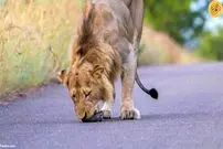 (ویدئو+عکس) معمای گورکن عسل‌خوار تازه متولد شده در کنار سه شیر