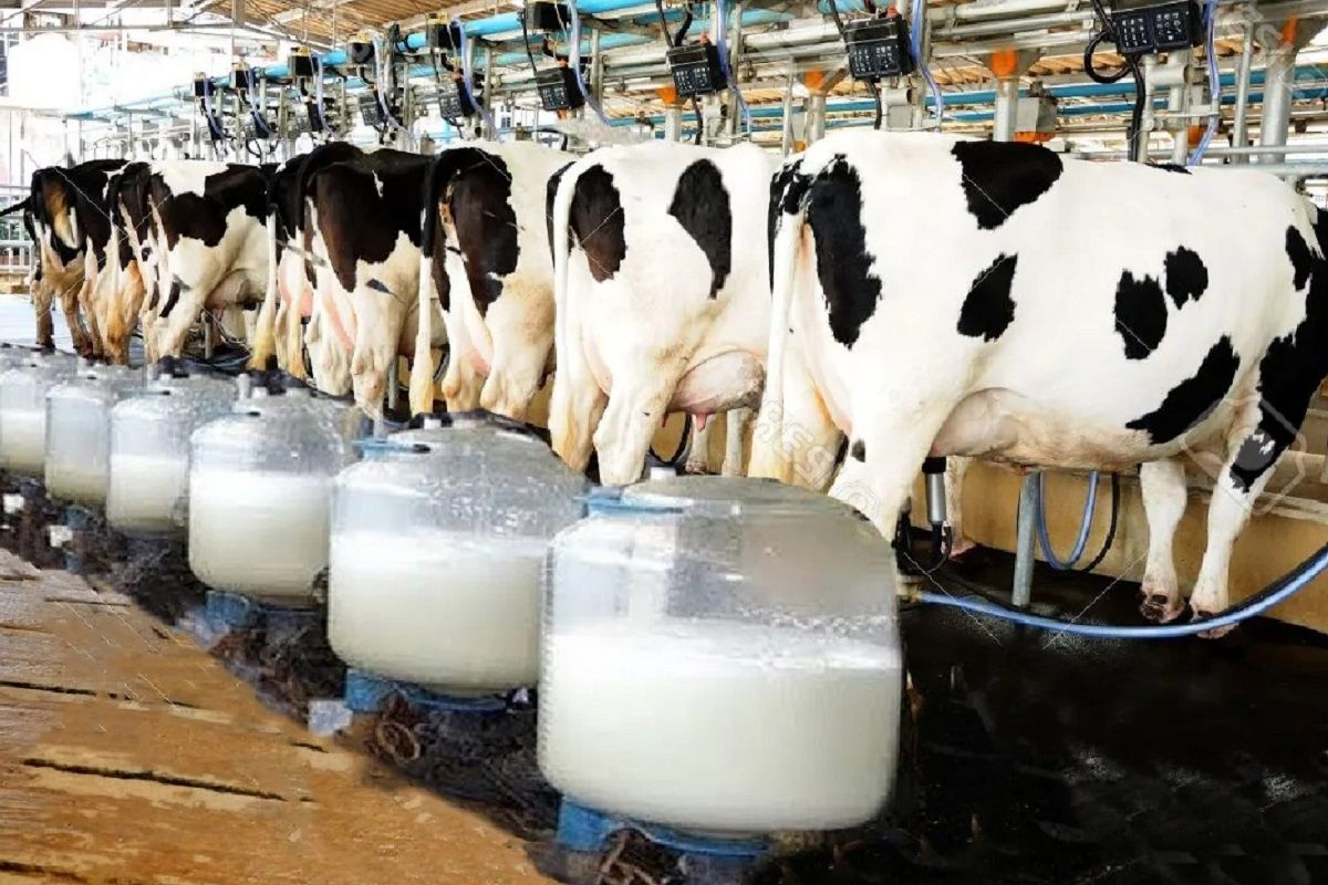 (ویدئو) گاوداری مدرن؛ فناوری شگفت انگیز شیردوشی گاو و بسته بندی شیر در کارخانه