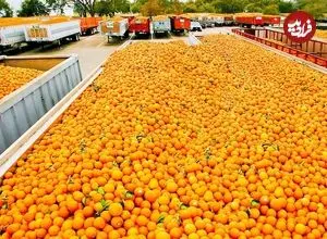 ببینید؛ مراحل دیدنی برداشت هزاران تن پرتقال و تهیه آب پرتقال در آمریکا