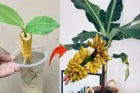 (ویدئو) به همین راحتی میوه موز را در خانه بکارید و درخت موز پرورش دهید!