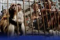 چرا ایران کریدور قاچاق حیوانات شده؟