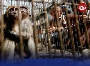 چرا ایران کریدور قاچاق حیوانات شده؟