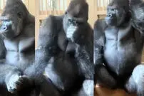 ببینید| ژست انسان‌مانند گوریل پس از دعوا با جفتش سوژه شد