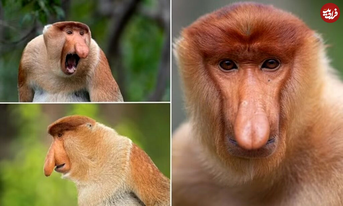 (عکس) کشف راز زشت‌ترین حیوان جهان؛ بینی عجیب این میمون‌ها ابزار جذابیت جنسی آن‌هاست!