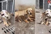 (ویدئو) مادری کردن یک سگ برای چند توله ببر
