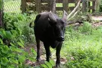 تصاویر| گاومیشک میندورو؛ کوچک‌ترین گاومیش جهان با شاخ‌های بسیار متفاوت که کمتر از ۵۰۰ عدد در طبیعت از آن باقی‌مانده است