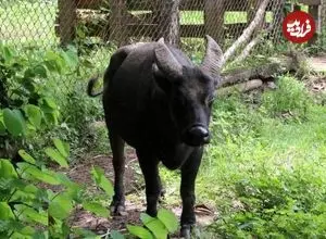 تصاویر| گاومیشک میندورو؛ کوچک‌ترین گاومیش جهان با شاخ‌های بسیار متفاوت که کمتر از ۵۰۰ عدد در طبیعت از آن باقی‌مانده است