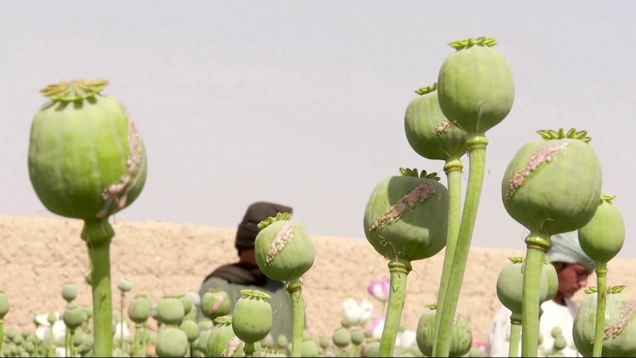 (ویدئو) تجارت مرگ در افغانستان؛ برداشت تریاک در مزرعه توسط یک کشاورز افغان
