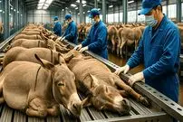 ببینید| فرآیند پرورش و فرآوری گوشت، پوست و شیر الاغ در آمریکای جنوبی