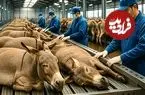ببینید| فرآیند پرورش و فرآوری گوشت، پوست و شیر الاغ در آمریکای جنوبی