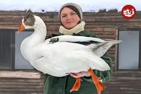 ببینید| غذای روستایی در آذربایجان؛ پخت یک غذای خاص با غاز در هوای برفی