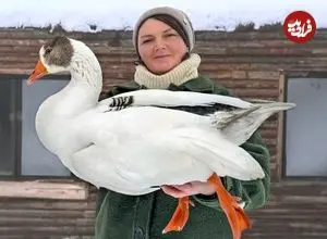 ببینید| غذای روستایی در آذربایجان؛ پخت یک غذای خاص با غاز در هوای برفی