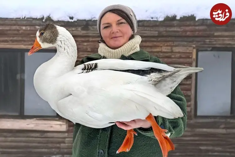 ببینید| غذای روستایی در آذربایجان؛ پخت یک غذای خاص با غاز در هوای برفی