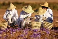 قیمت جدید زعفران در بازار