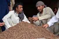 تصاویر؛ چلغوز؛ طلای خوراکی افغانستان که گران‌ترین و مغذی‌ترین آجیل جهان است