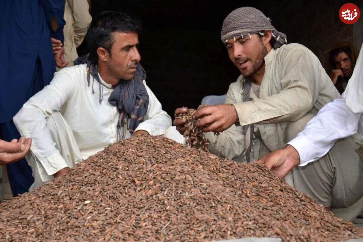 تصاویر؛ چلغوز؛ طلای خوراکی افغانستان که گران‌ترین و مغذی‌ترین آجیل جهان است
