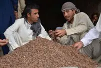 تصاویر؛ چلغوز؛ طلای خوراکی افغانستان که گران‌ترین و مغذی‌ترین آجیل جهان است