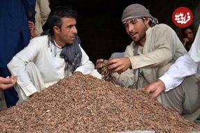 تصاویر؛ چلغوز؛ طلای خوراکی افغانستان که گران‌ترین و مغذی‌ترین آجیل جهان است