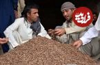 تصاویر؛ چلغوز؛ طلای خوراکی افغانستان که گران‌ترین و مغذی‌ترین آجیل جهان است