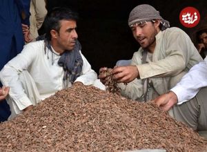 تصاویر؛ چلغوز؛ طلای خوراکی افغانستان که گران‌ترین و مغذی‌ترین آجیل جهان است