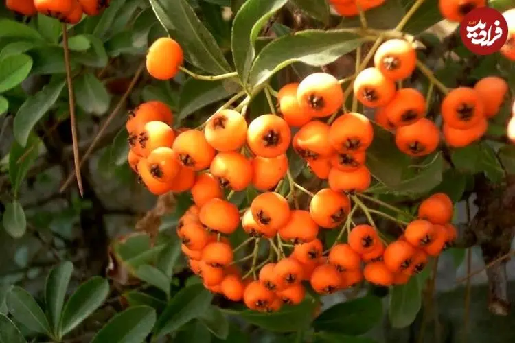میوه‌ای کوچک و قرمز با خواص درمانی معجزه گر برای بدن!