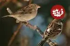 اگر تعداد گنجشکها کم شود چه اتفاقی در شهر می افتد؟