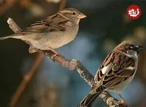 اگر تعداد گنجشکها کم شود چه اتفاقی در شهر می افتد؟