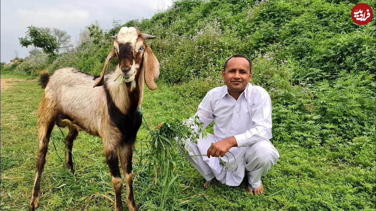 (ویدئو) پخت متفاوت آبگوشت پلو با بز 18 کیلوگرمی توسط آشپز مشهور روستایی پاکستانی