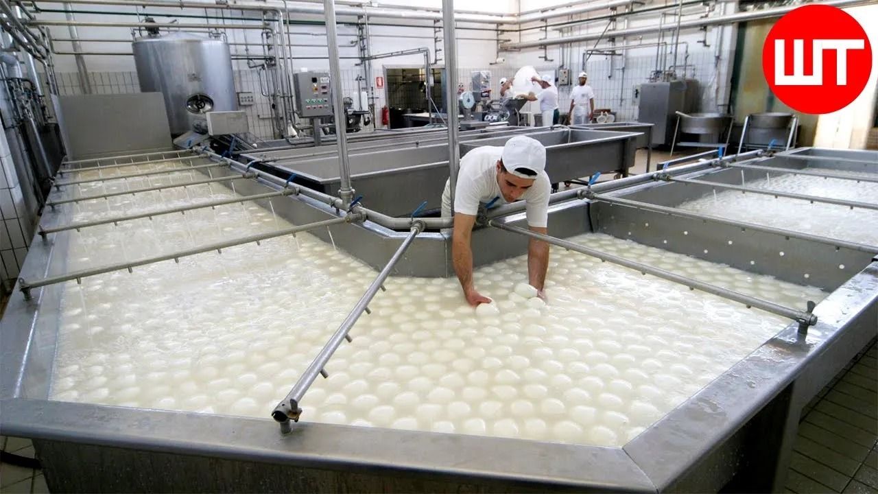 (ویدئو) چگونه صدها تن پنیر موزارلا با شیر بوفالو در کارخانه تولید می شود؟
