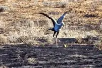 تصاویر حیات وحش؛ صحنۀ کم‌نظیر فوتبال بازی کردن پرندۀ آفریقایی