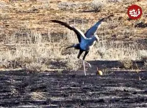 تصاویر حیات وحش؛ صحنۀ کم‌نظیر فوتبال بازی کردن پرندۀ آفریقایی