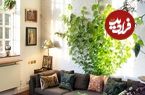 چرا برگ‌های پتوس کوچک می‌ماند؟ راه‌حل این جاست