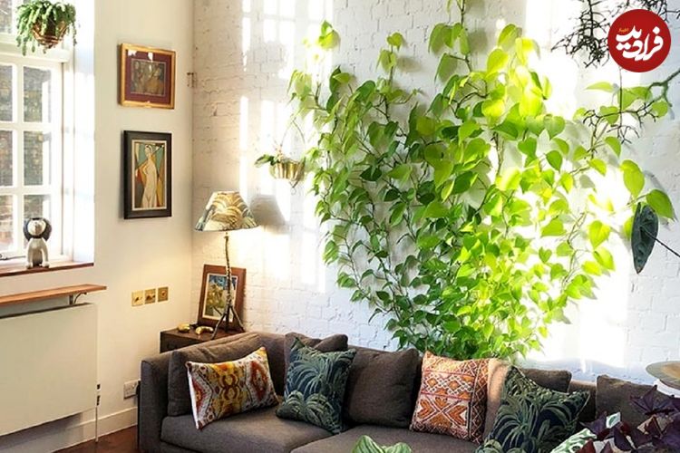 چرا برگ‌های پتوس کوچک می‌ماند؟ راه‌حل این جاست