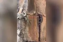 (ویدئو) شجاع ترین مارمولک جهان برای نجات همنوعش به جنگ مار می رود 