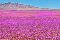 شکوفایی غیرمنتظره آتاکاما؛ خشک‌ترین بیابان زمین به بهشت گل‌ها تبدیل شده است