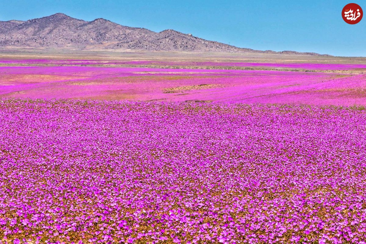 شکوفایی غیرمنتظره آتاکاما؛ خشک‌ترین بیابان زمین به بهشت گل‌ها تبدیل شده است