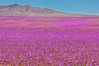 شکوفایی غیرمنتظره آتاکاما؛ خشک‌ترین بیابان زمین به بهشت گل‌ها تبدیل شده است