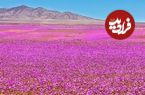 شکوفایی غیرمنتظره آتاکاما؛ خشک‌ترین بیابان زمین به بهشت گل‌ها تبدیل شده است