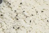  (ویدیو) روش نگهداری برنج در برابر حشرات 