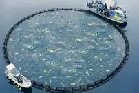 ببینید| نگاهی به مزارع عظیم پرورش ماهی در ژاپن