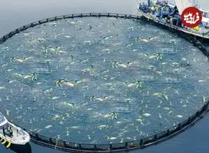 ببینید| نگاهی به مزارع عظیم پرورش ماهی در ژاپن