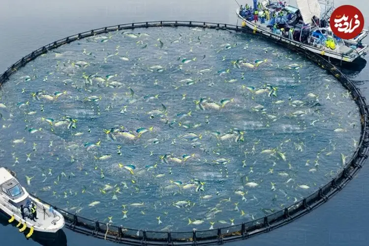 ببینید| نگاهی به مزارع عظیم پرورش ماهی در ژاپن