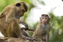 واردات میمون از اوگاندا