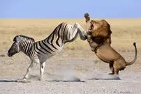 (ویدیو) لگد قدرتمند یک گورخر به شیر برای فرار