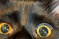 تصاویر؛ گربه ای با چشم های شکسته!