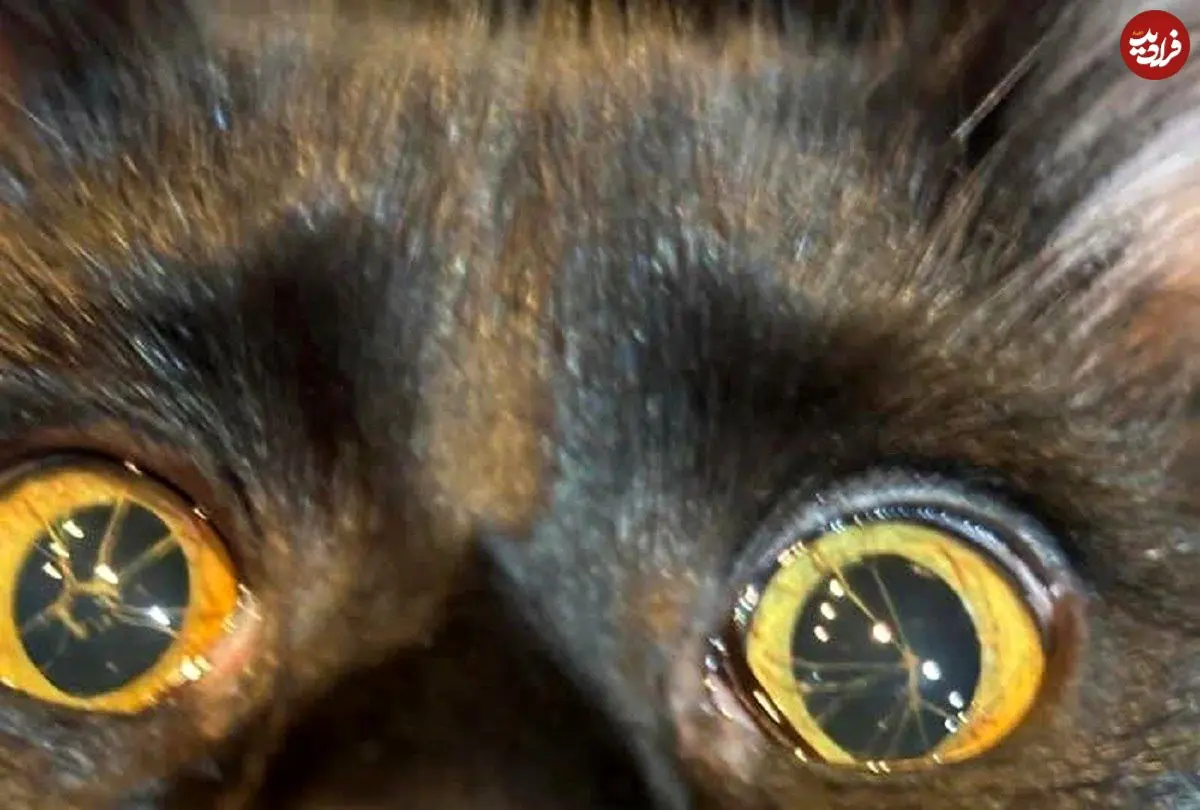 تصاویر؛ گربه ای با چشم های شکسته!
