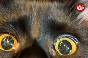 تصاویر؛ گربه ای با چشم های شکسته!